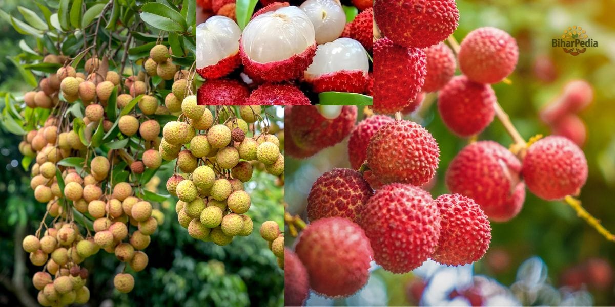 Muzaffarpur-The Land of Shahi Litchi